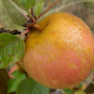 Reinette de Brive, Ste Germaine