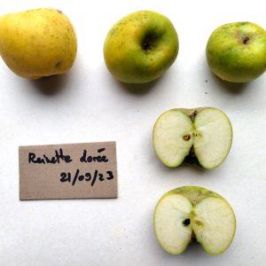 Reinette dorée
