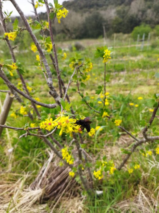 Groseiller odorant, groseiller doré