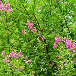 Indigotier rose
