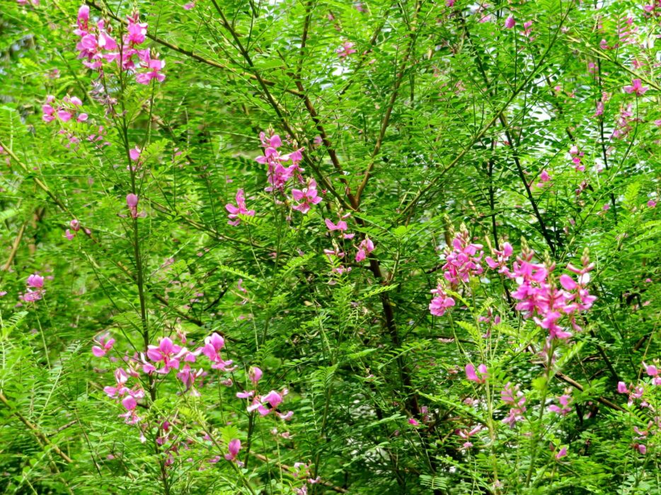 Indigotier rose