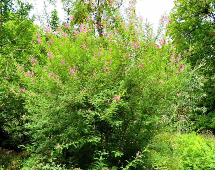 Indigotier rose