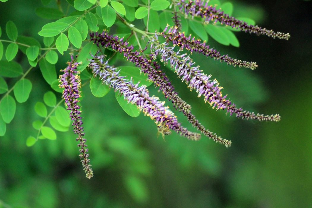 Faux-indigo, amorpha