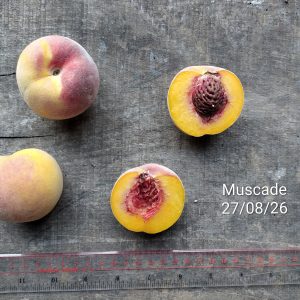 Muscade