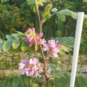 Robinia neomexicana