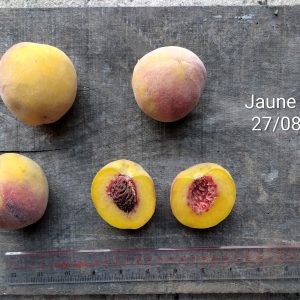Jaune Miel