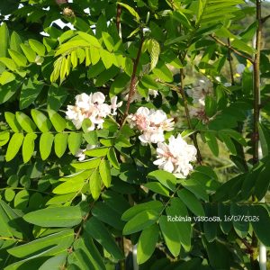 Robinia viscosa