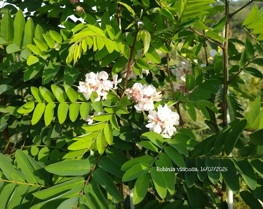 Robinia viscosa