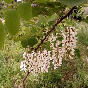 Robinier "classique", faux-acacia