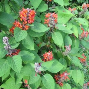 Menthe de l'Himalaya, colquhounia coccinea