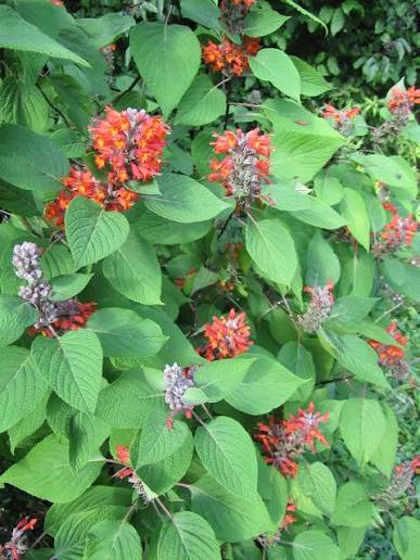 Menthe de l'Himalaya, colquhounia coccinea